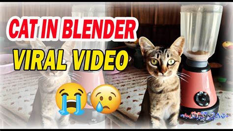 cat blender footage|To everyone who saw the Cat Blender Video, why did you seek。